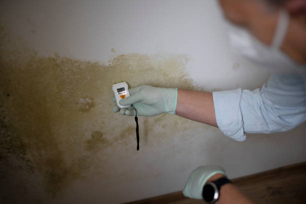 Attic Mold Removal in Sorgho, KY