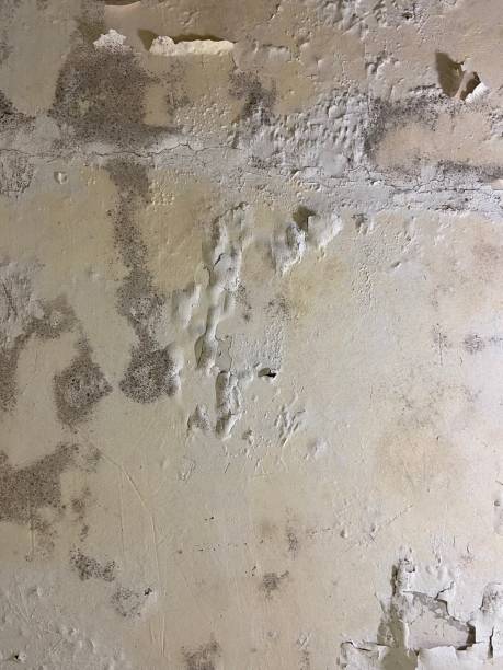 Best Mold Removal and Inspection  in Sorgho, KY